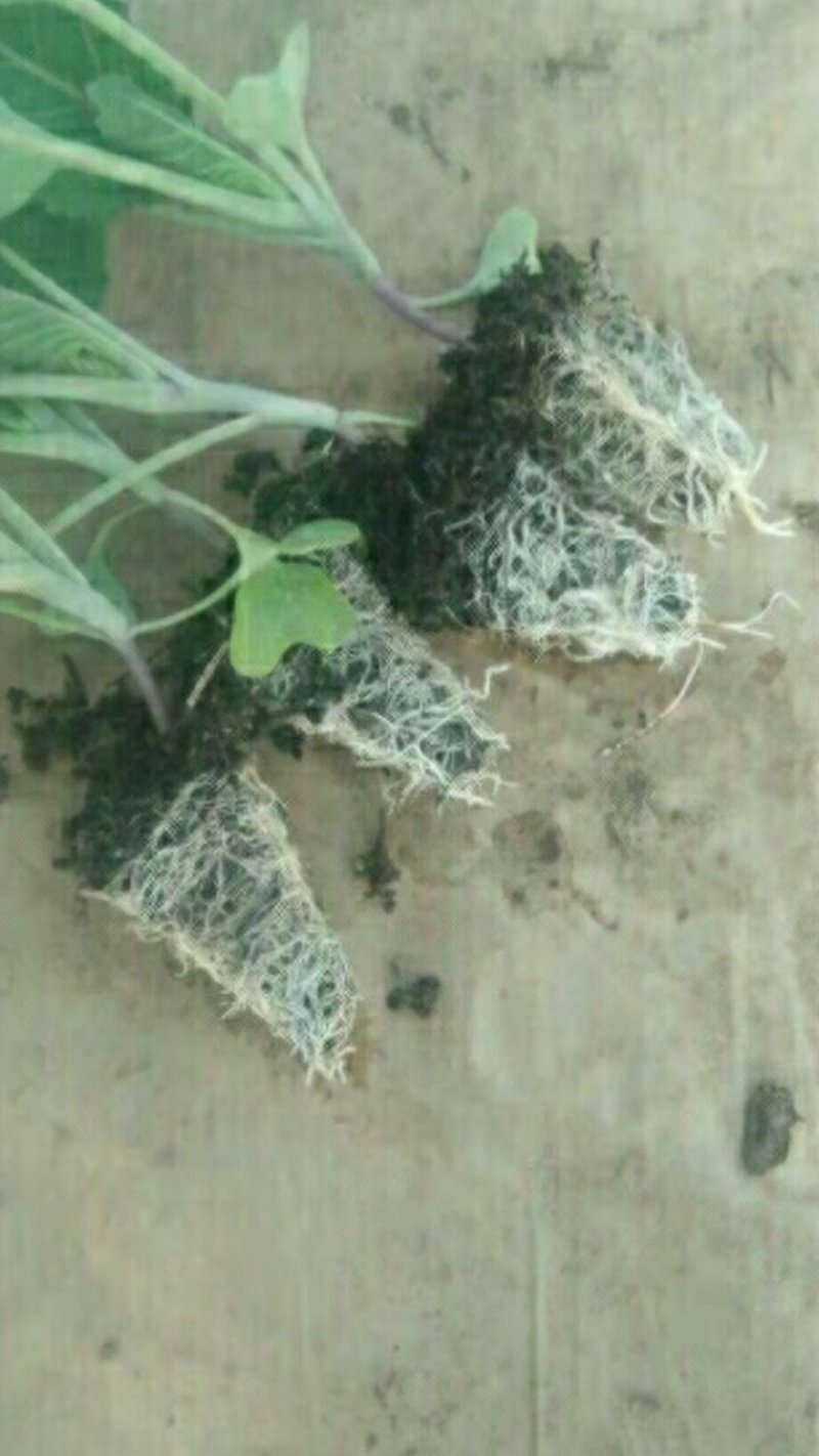 甘篮苗（菜形圆形非常绿）