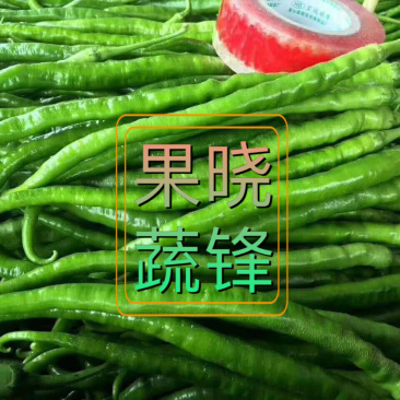 陕西精品二荆条辣椒，大量上市，20～35厘米微辣青