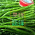 陕西精品二荆条辣椒，大量上市，20～35厘米微辣青
