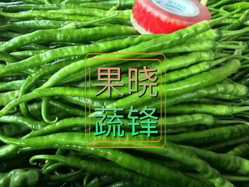 陕西精品二荆条辣椒，大量上市，20～35厘米微辣青