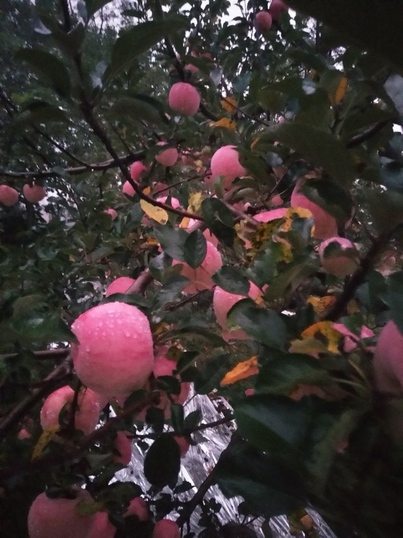 水果