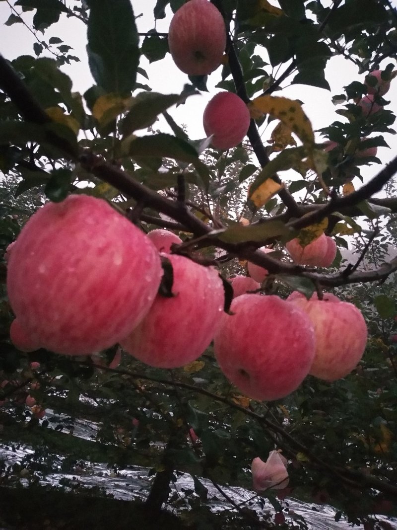 水果
