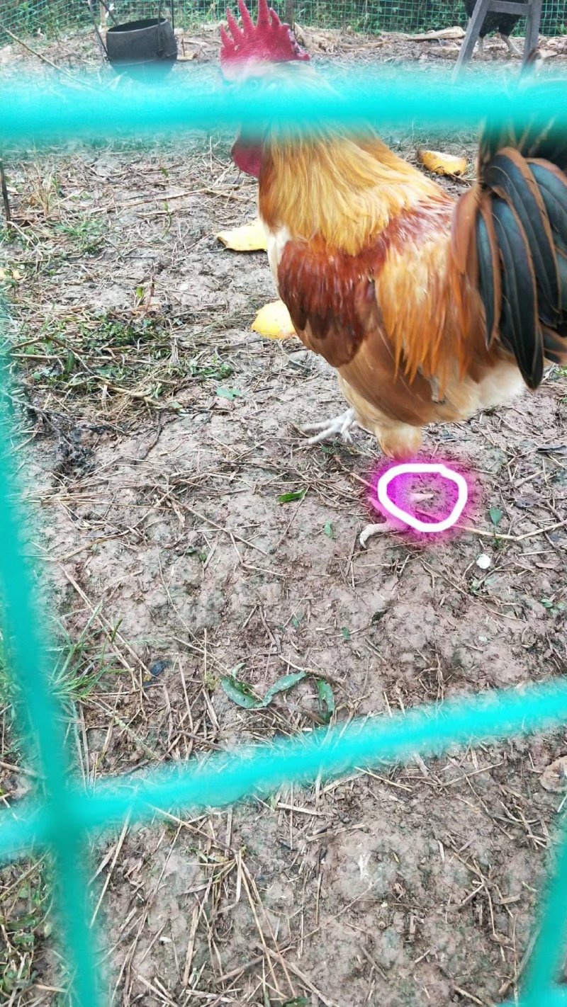 正宗农村土鸡，纯农村绿色散养！