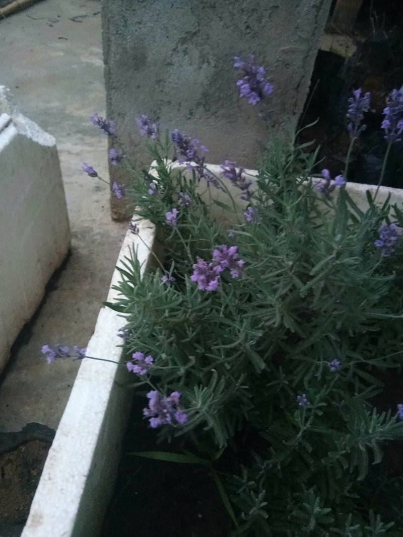 薰衣草