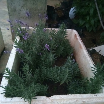 薰衣草