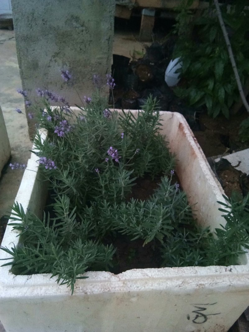 薰衣草