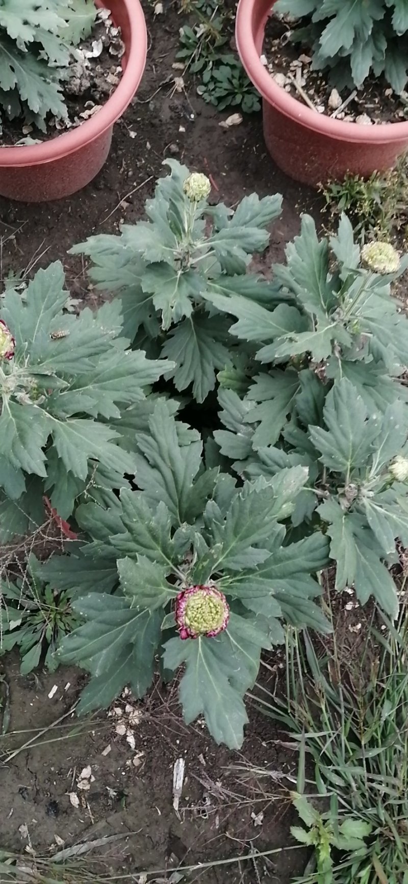 花卉盆景观赏菊花上市了