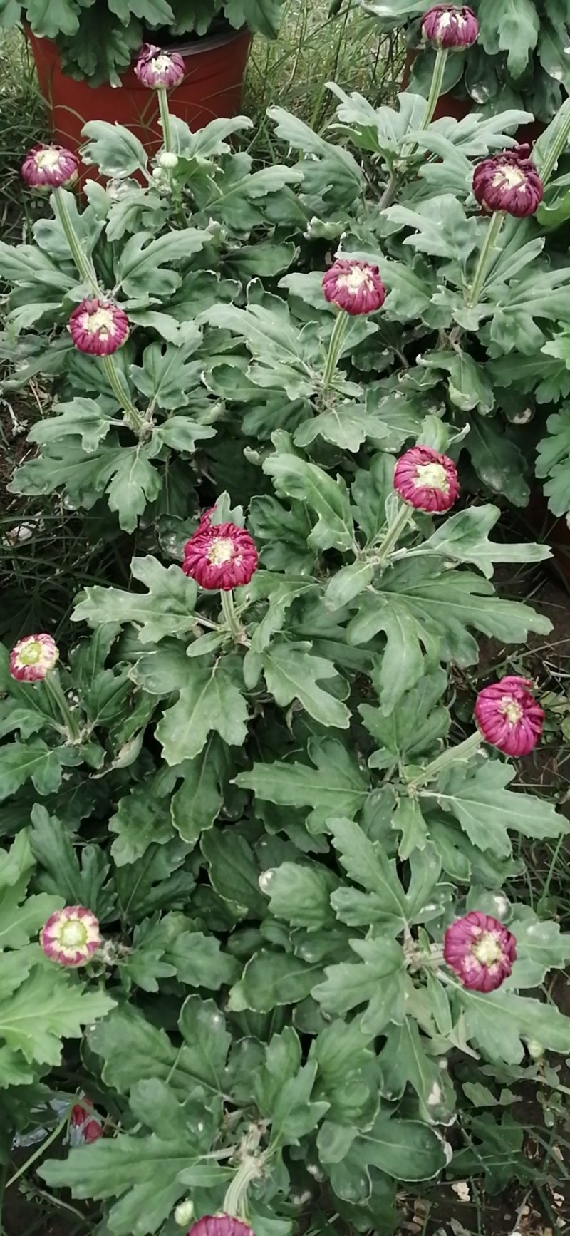 花卉盆景观赏菊花上市了