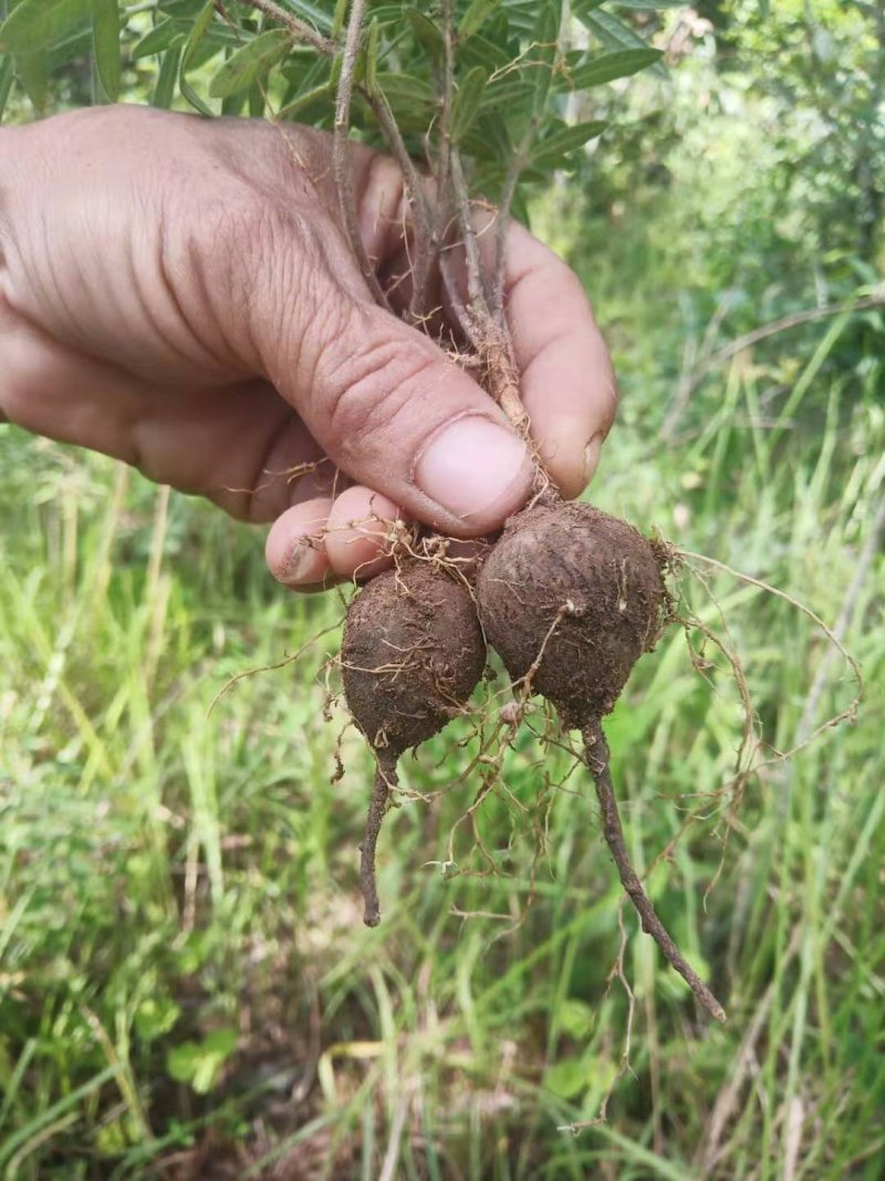 云南野生鸡头薯（山布袋)