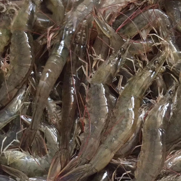 虾，海虾，海对虾，围基虾一斤两盒