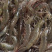 虾，海虾，海对虾，围基虾一斤两盒