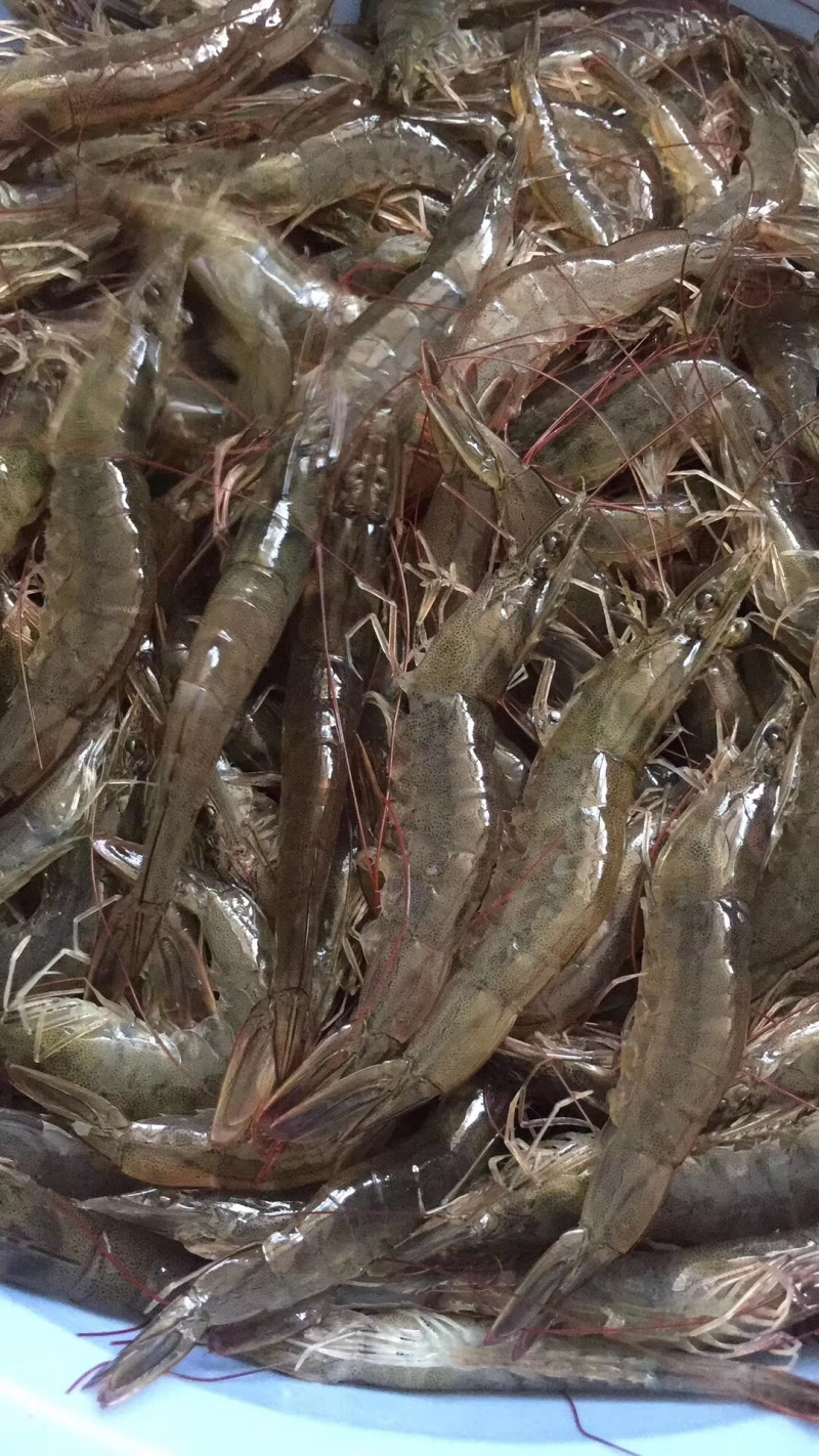虾，海虾，海对虾，围基虾一斤两盒