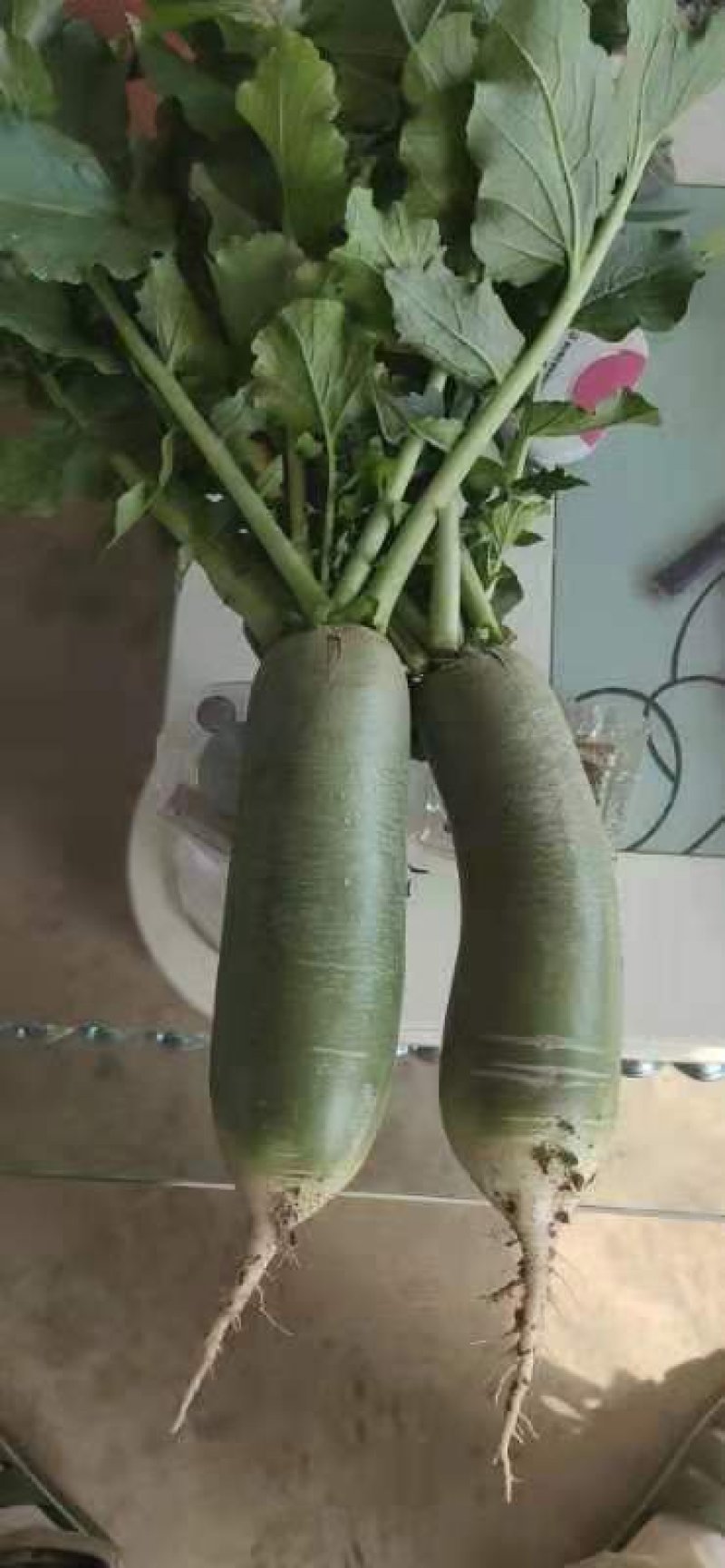 水果萝卜，绿心VF专用