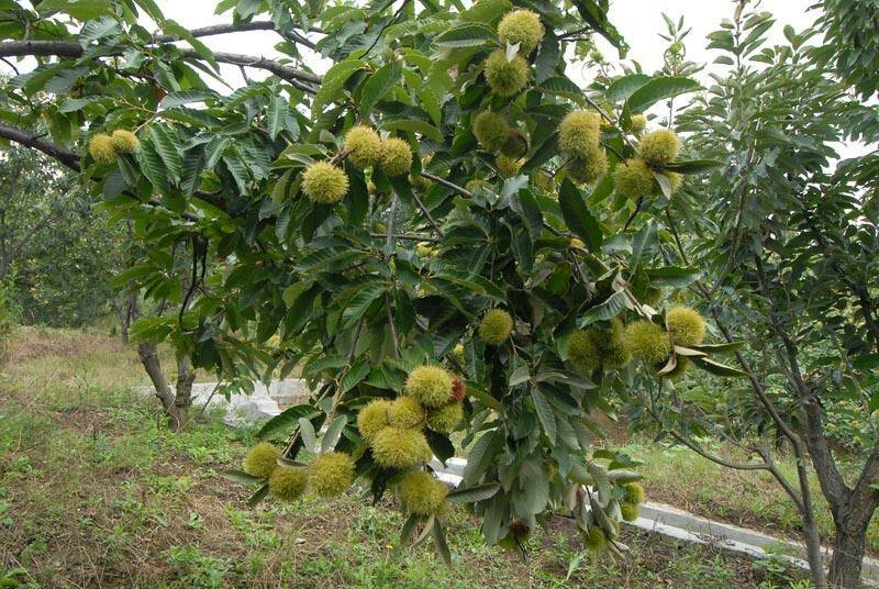 板栗嫁接苗日本油栗包结果现挖现卖包技术指导