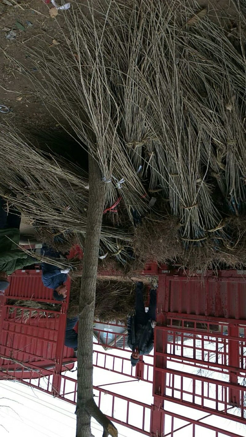 板栗嫁接苗日本油栗包结果现挖现卖包技术指导