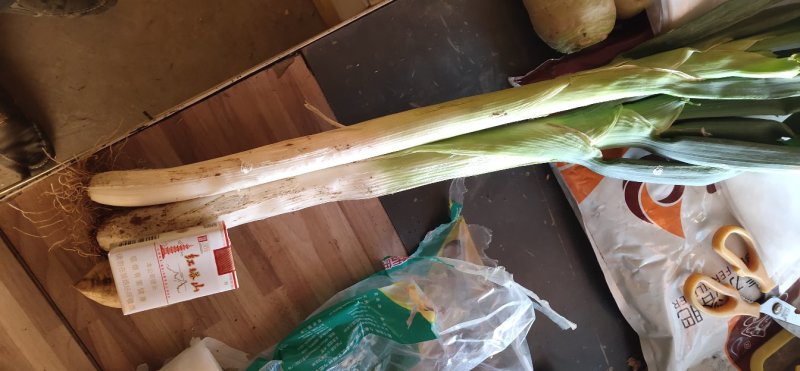 长白大葱，铁杆大葱，40一50白长上市中询价请电话联系
