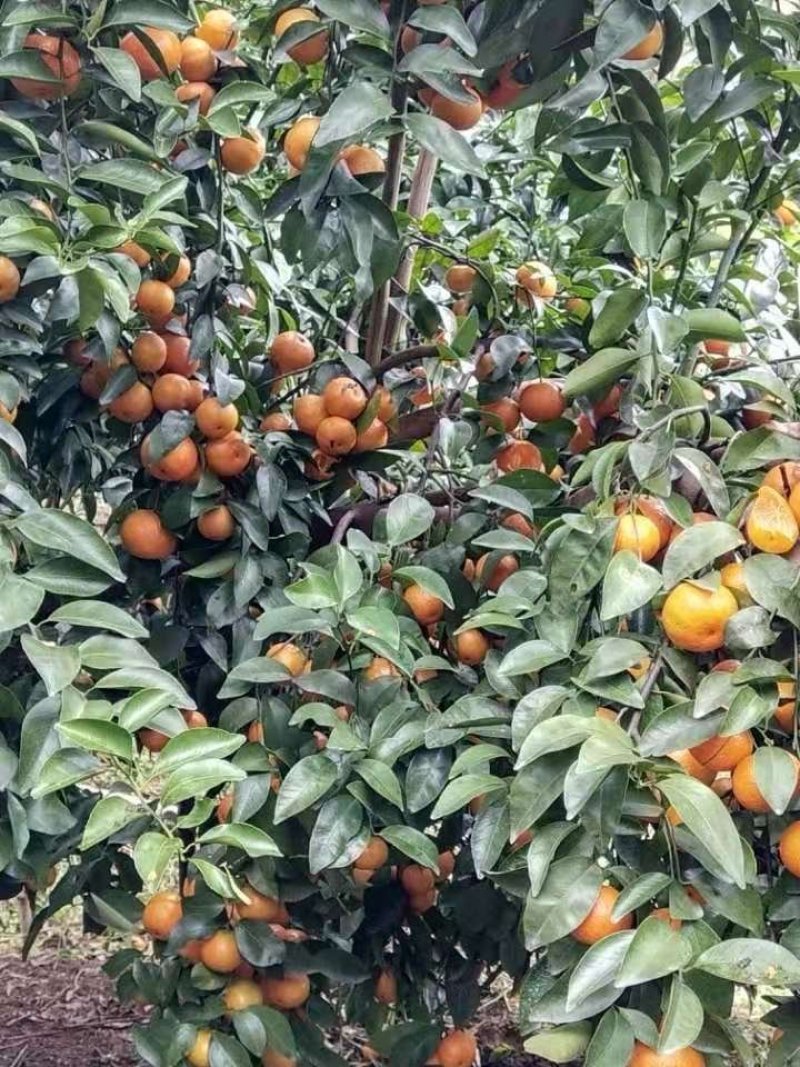 广西梧州藤县十年树沙糖桔