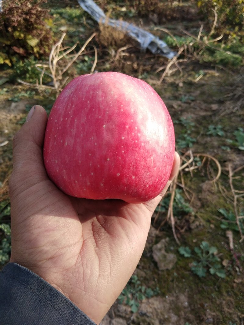 庄浪红富士苹果（片红）