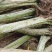 3一20公分紫徽，超低价，有原生紫薇嫁接紫薇有三红紫薇