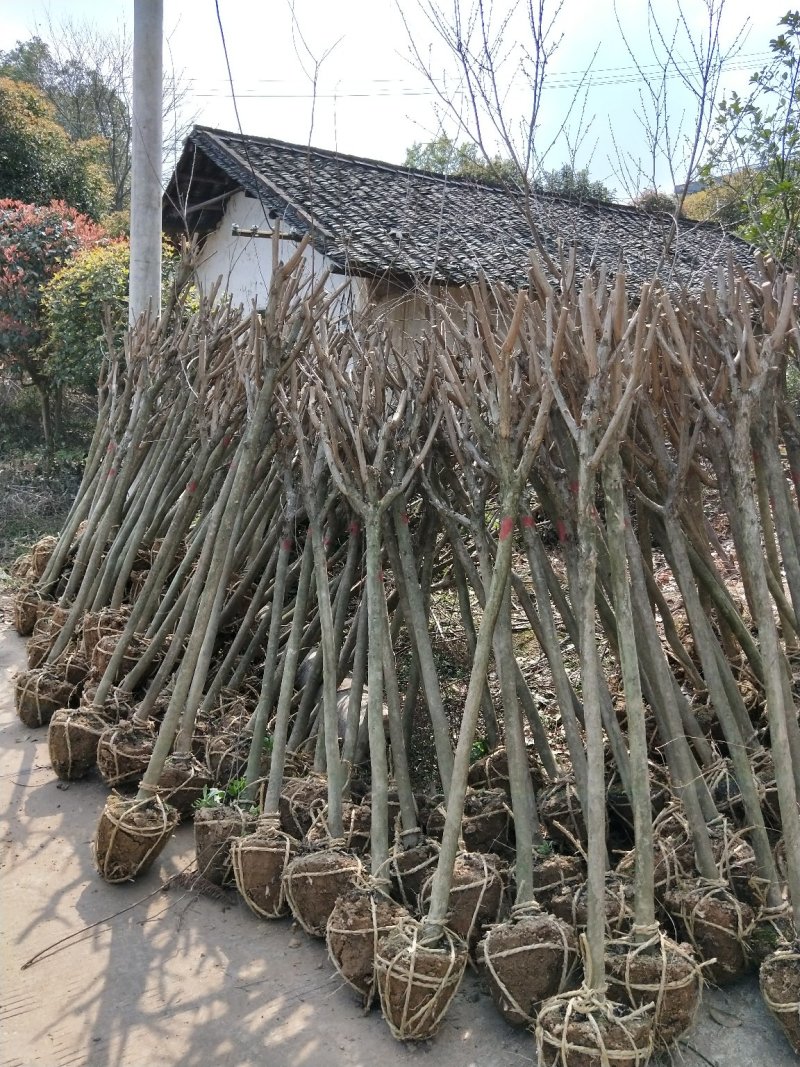 3一20公分紫徽，超低价，有原生紫薇嫁接紫薇有三红紫薇