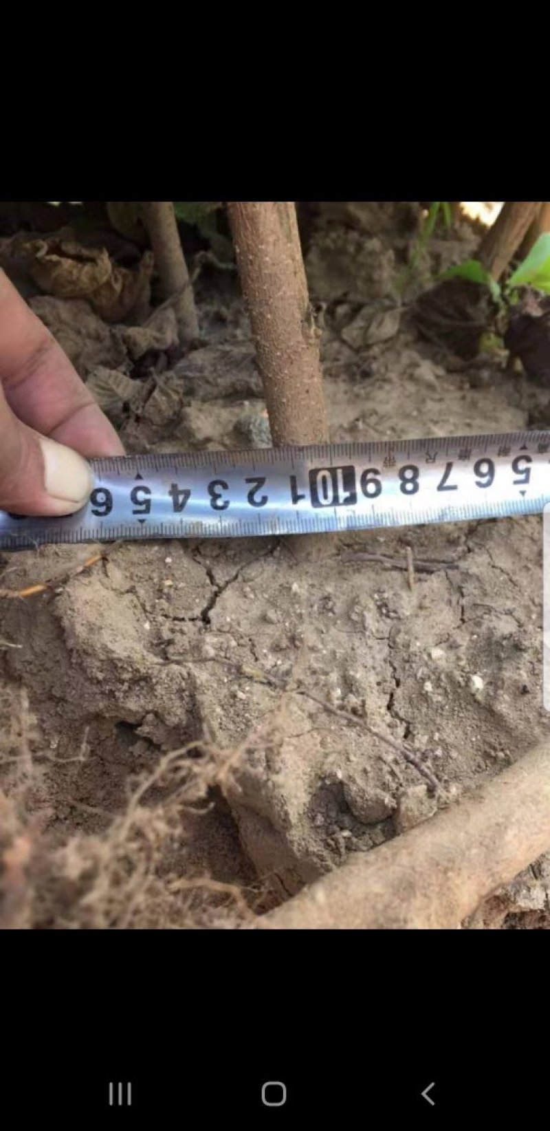 达维榛子树苗2.9元/棵，30万棵中国林科院安丘育苗基地