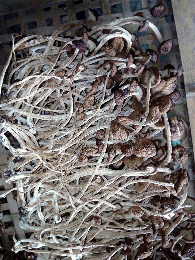 茶树菇干货需要的联系我量大从优