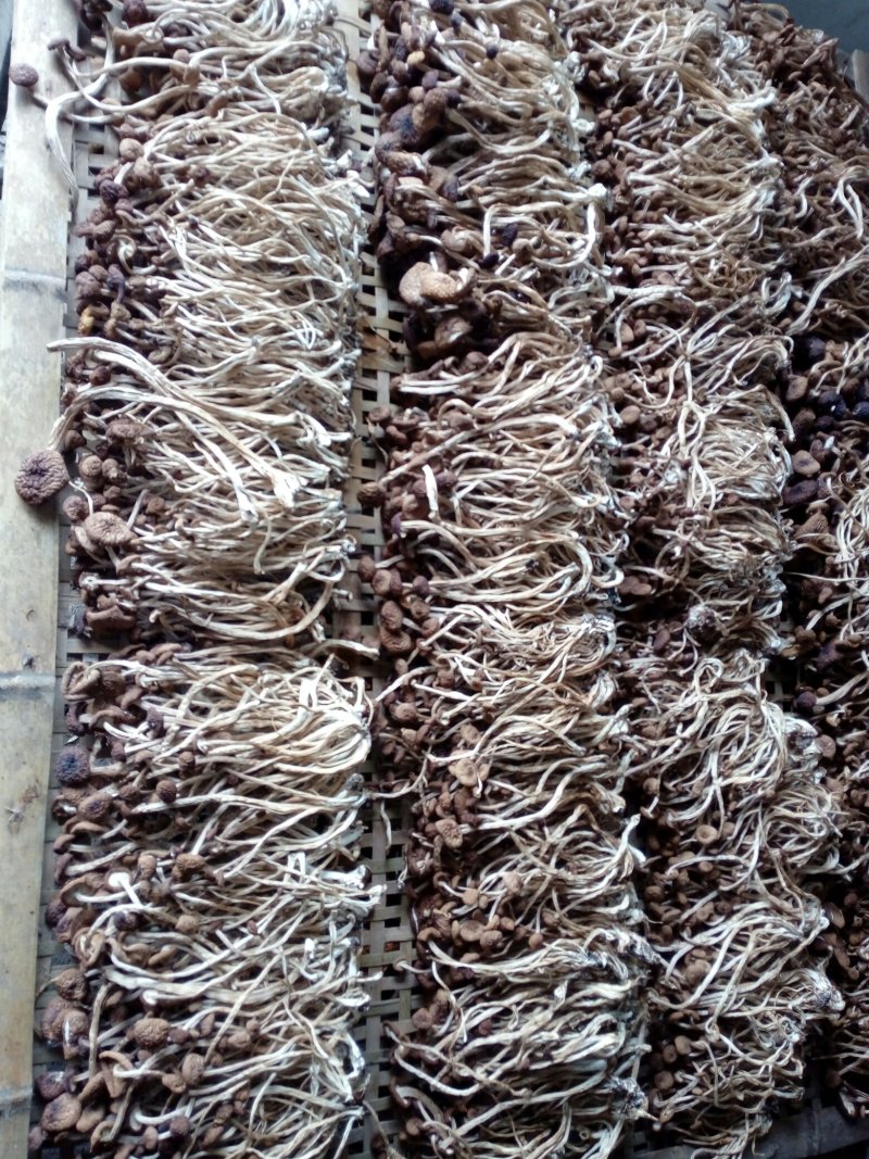 茶树菇干货需要的联系我量大从优