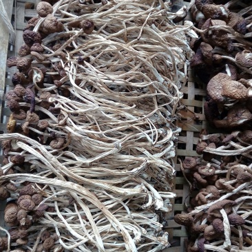 茶树菇干货需要的联系我量大从优
