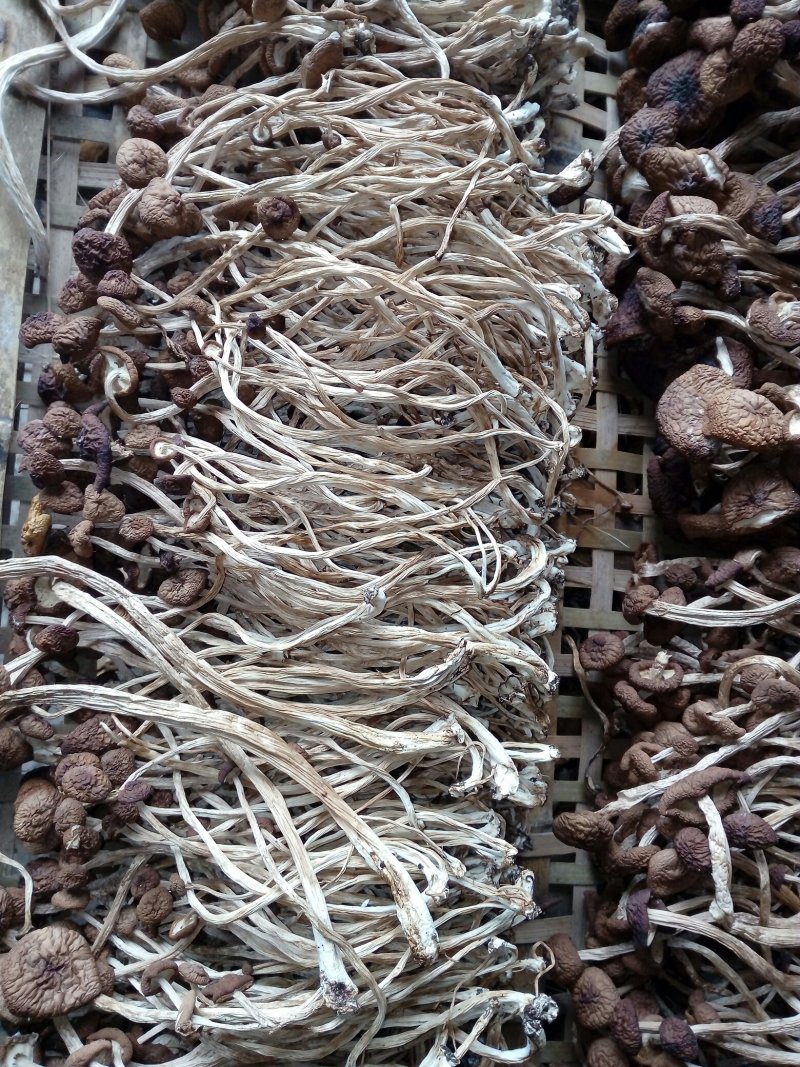 茶树菇干货需要的联系我量大从优