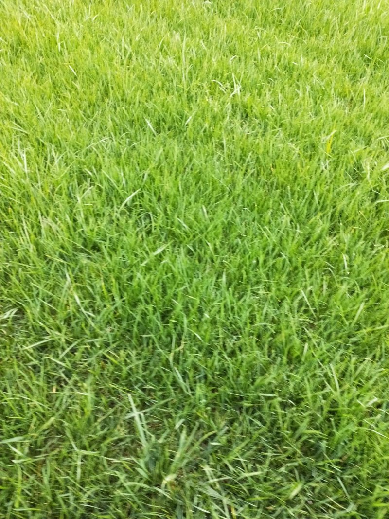 混播草皮