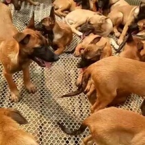 马犬大小公母都有疫苗齐全，支持全国发货自提