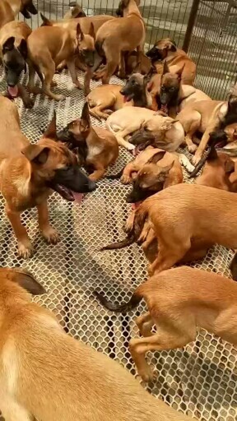 马犬大小公母都有疫苗齐全，支持全国发货自提