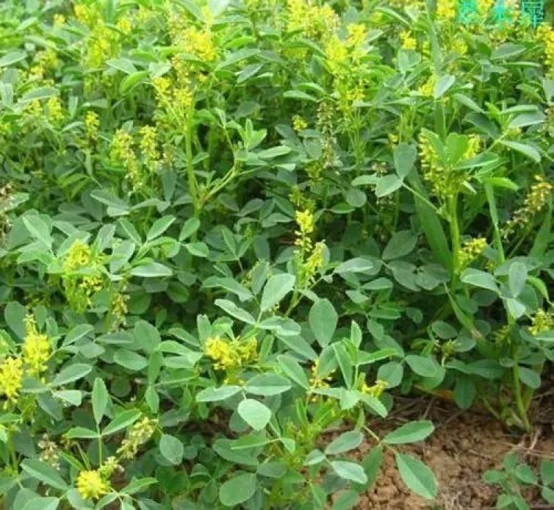 草木樨种子草木犀蜜源植物黄花草牧草型绿肥耐寒