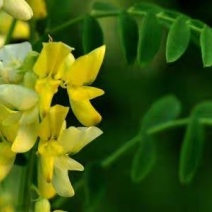 草木樨种子草木犀蜜源植物黄花草牧草型绿肥耐寒