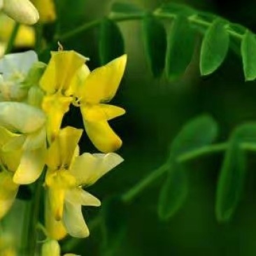 草木樨种子草木犀蜜源植物黄花草牧草型绿肥耐寒