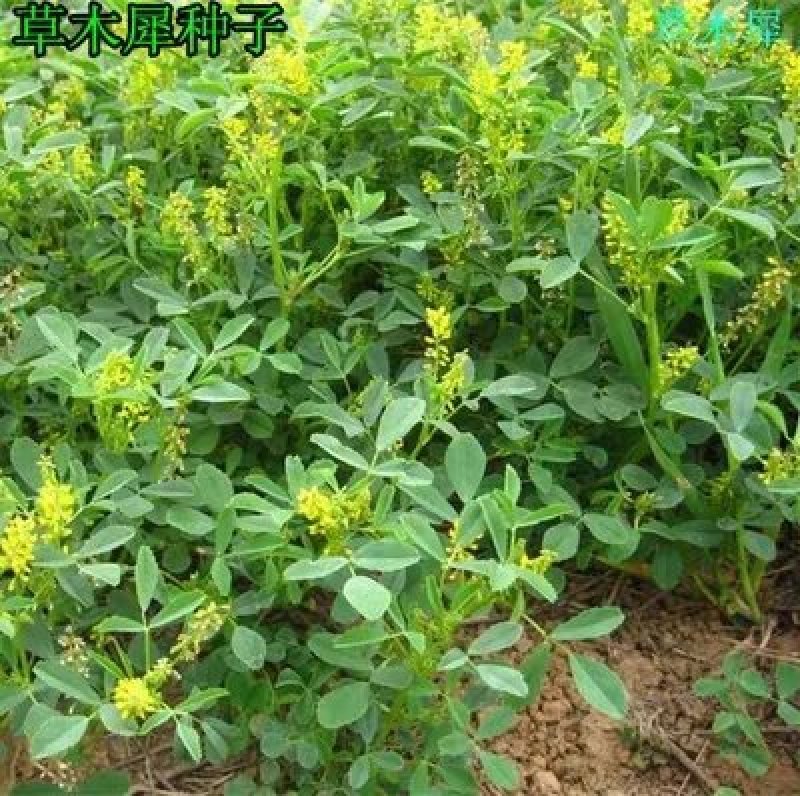 草木樨种子草木犀蜜源植物黄花草牧草型绿肥耐寒