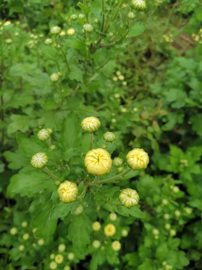 金丝皇菊
