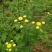 金丝皇菊