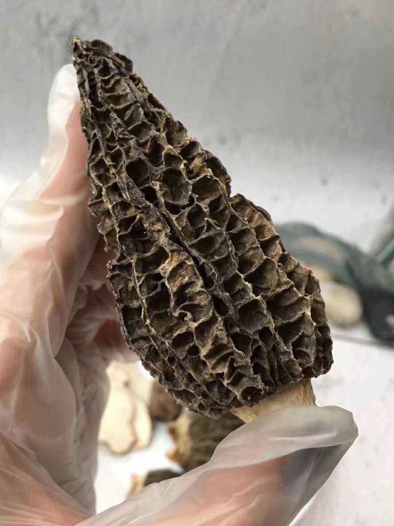 羊肚菌