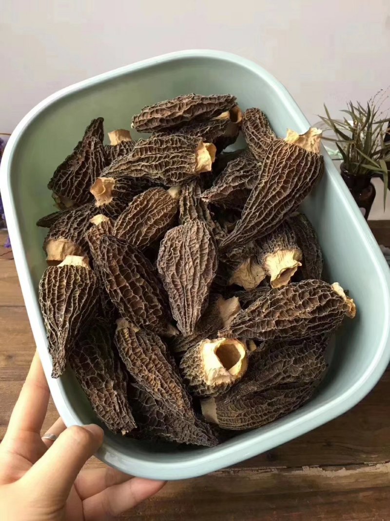 羊肚菌