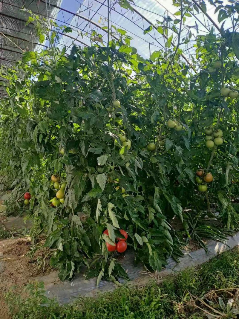 西红柿(欧曼达)