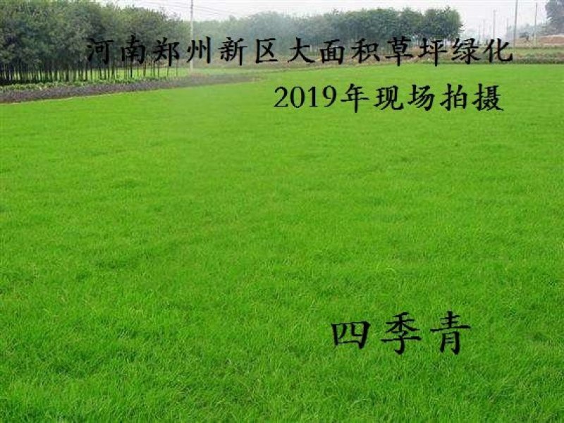 美国四季青草坪种子护坡草籽黑麦草地毯草结缕草发芽率98%
