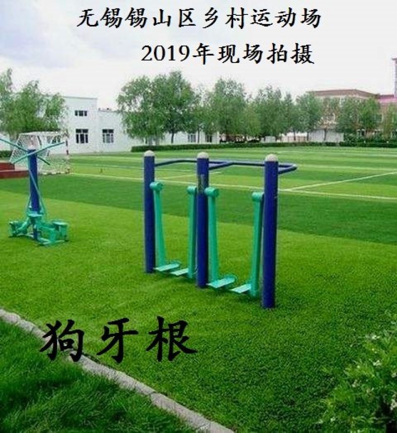 进口草坪种子护坡绿化狗牙根草籽草种子矮生耐践踏免修剪