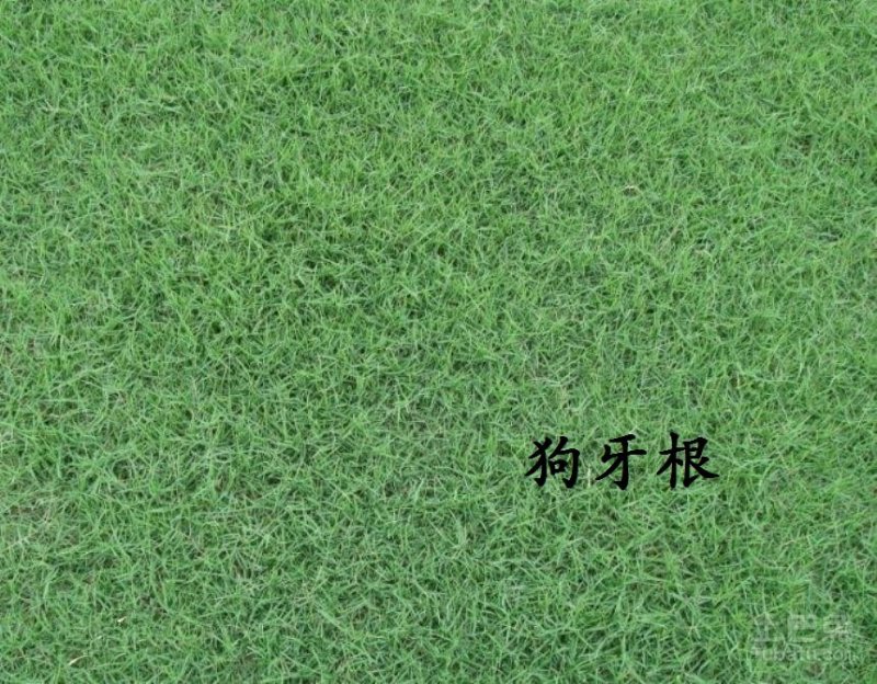 进口草坪种子护坡绿化狗牙根草籽草种子矮生耐践踏免修剪