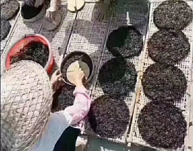 营养紫菜