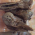 麻椒鸭头