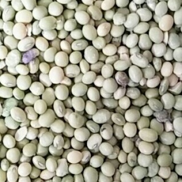 青皮豆