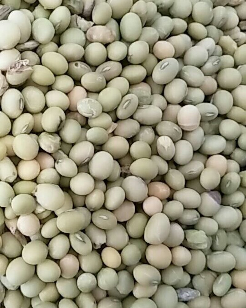 青皮豆