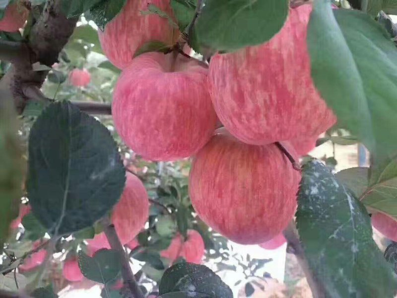 烟台红富士苹果，条红，片红，冰糖心