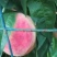 水蜜桃